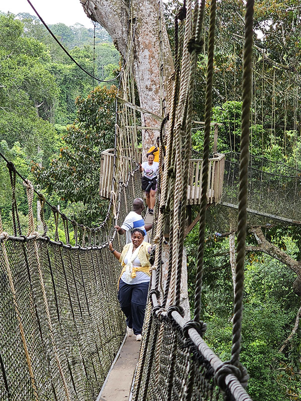 People walk across a canopy suspension bridge in a forest setting
